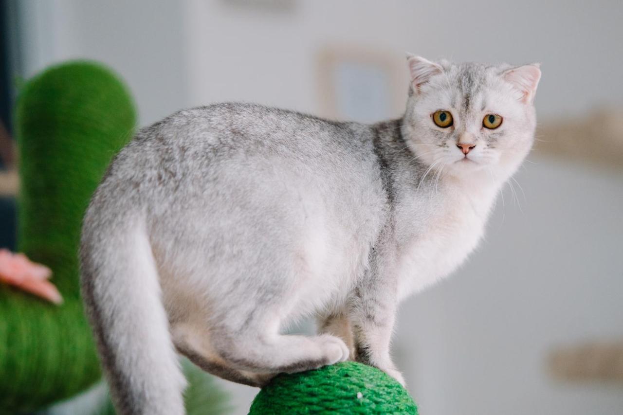 Hotel Meow Cat Cafe & Patong