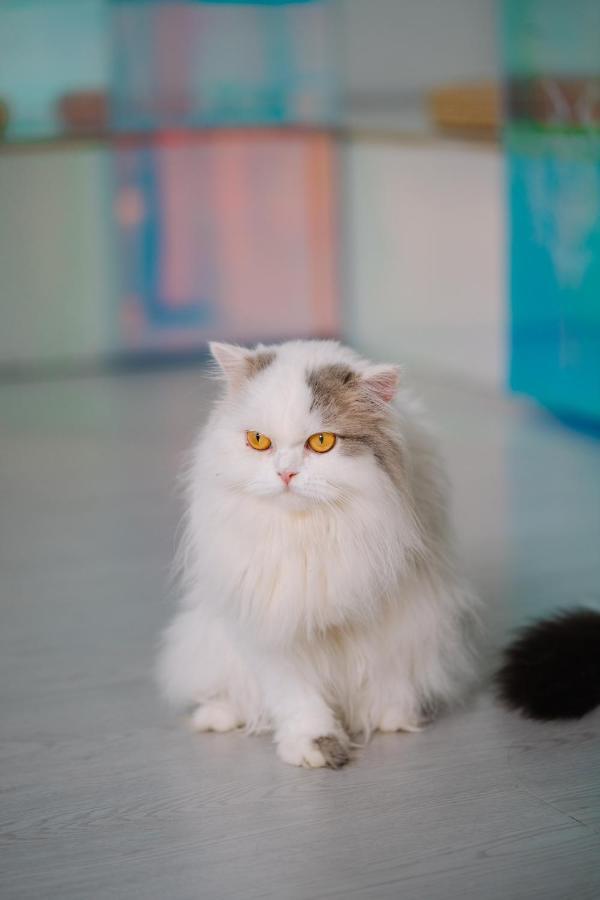 Hotel Meow Cat Cafe &